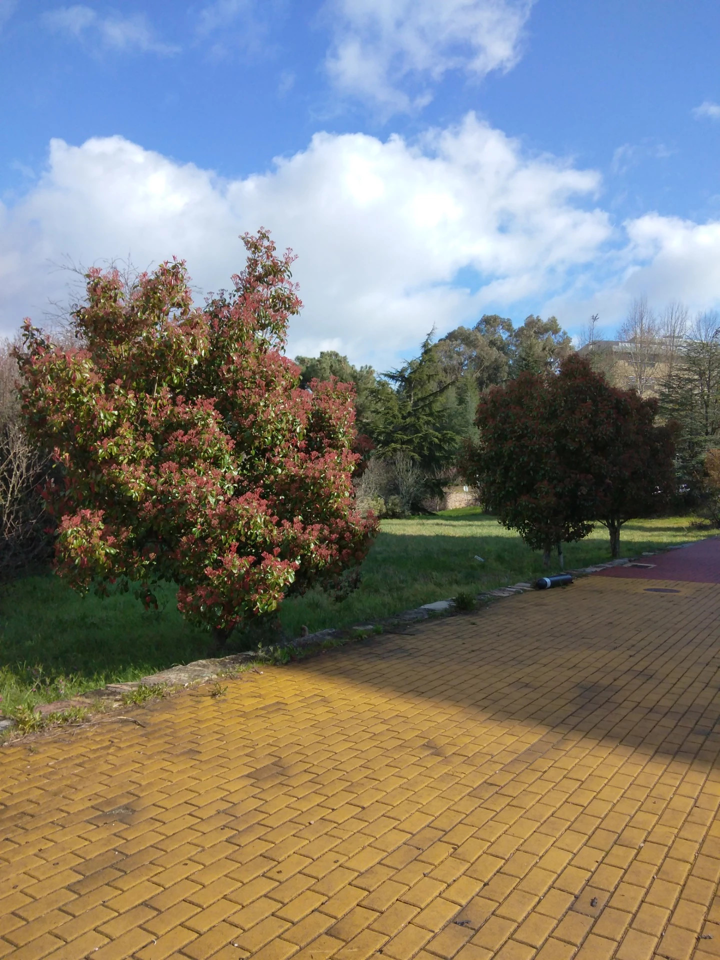 A variedade de plantas e árvores presentes no Eco Campus - Estefani Ribeiro 2024