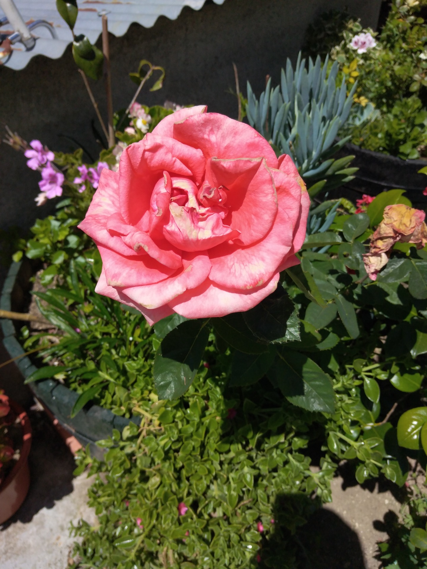 Rosa Solitária. Estefani Ribeiro 2024