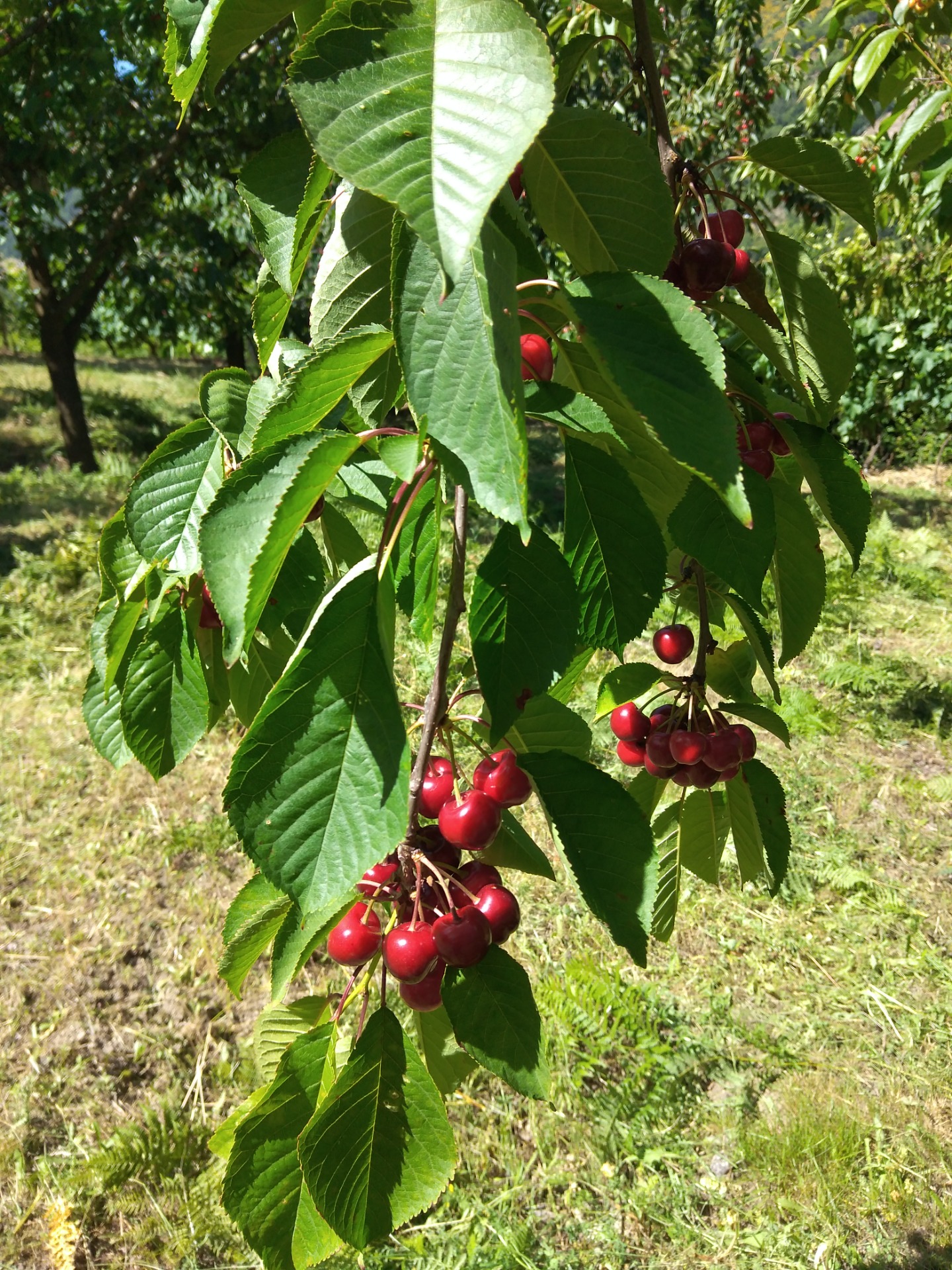Cerejas na árvore, produto característico da região de Resende - Estefani Ribeiro 2024
