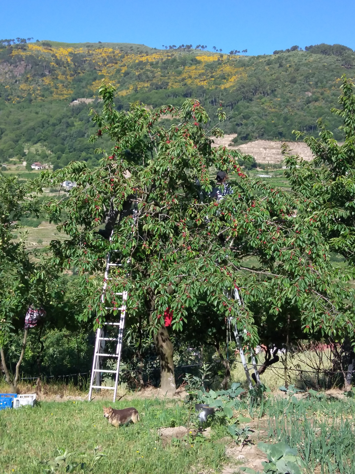 Nas alturas da cerejeira, colhendo a fruta do Verão. Estefani Ribeiro 2024